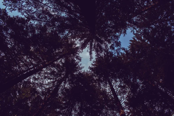 Uma Árvore Espaço — Fotografia de Stock