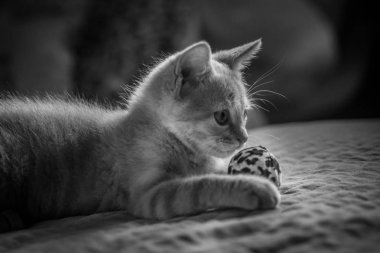 Benim küçük kedi portrem.