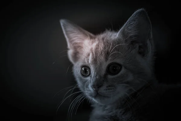 Mein Kleines Kätzchen Porträt — Stockfoto