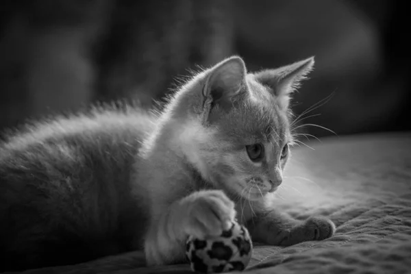 Pequeño Retrato Gatito — Foto de Stock