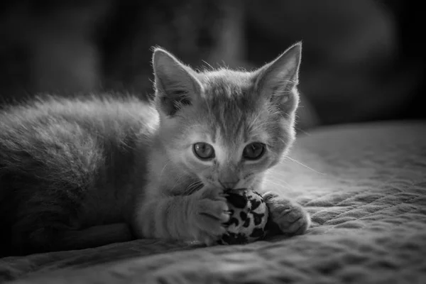 Little Kitten Portrait — Stock Photo, Image