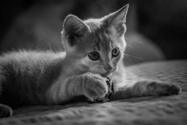 Pequeño Retrato Gatito — Foto de Stock