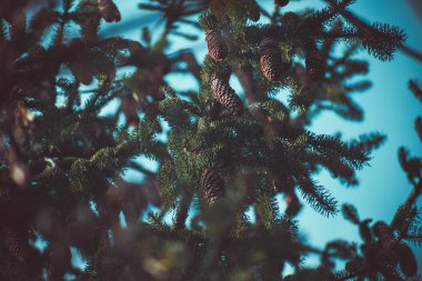 Ağaçtaki çam ağaçları