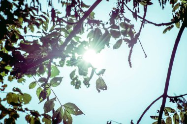 yaprakları arasında muhteşem güneş ışığı