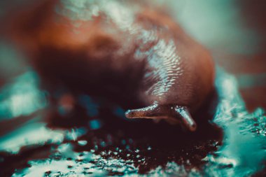 Ağaçta koşan salyangoz