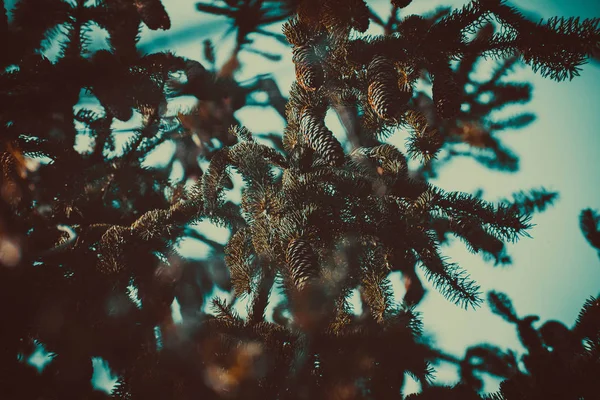 pine corns on a tree