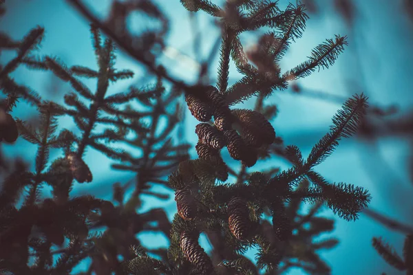 pine corns on a tree