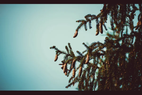 pine corns on a tree