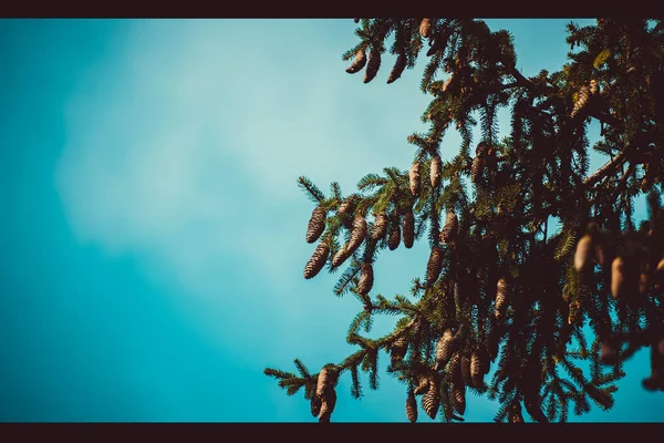 Πεύκα Ένα Δέντρο — Φωτογραφία Αρχείου