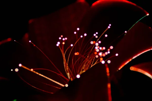 Llevó Rosas Durante Época Navidad —  Fotos de Stock