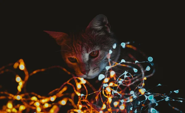 Gato Brincando Com Luzes Rosas — Fotografia de Stock