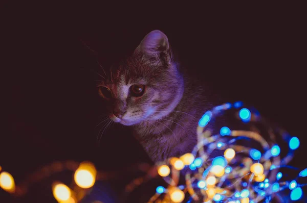 Katt Leker Med Ljus Och Rosor — Stockfoto
