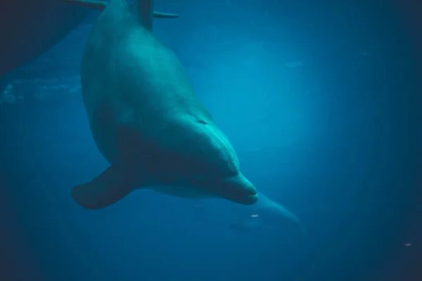 Nuoto Dei Delfini Una Piscina — Foto Stock