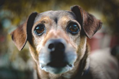 Güzel bir köpek portresi.