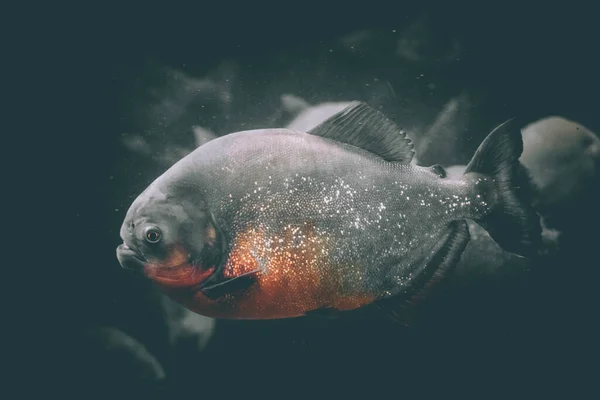 Uma Piranha Faminta Aquário — Fotografia de Stock