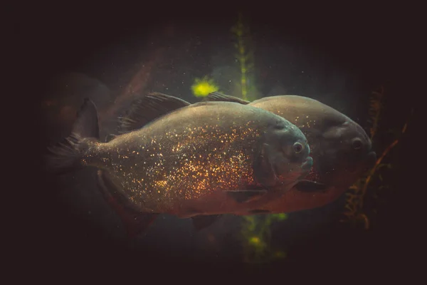 Een Hongerige Piranha Het Aquarium — Stockfoto