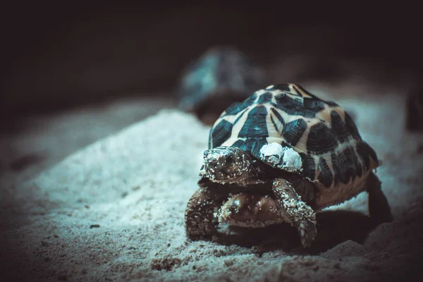 Kilpikonna Katselee Minua — kuvapankkivalokuva