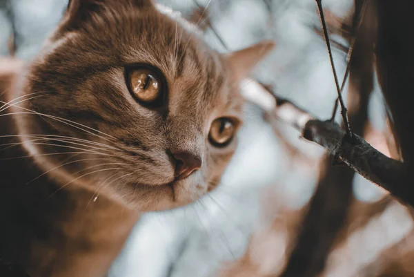 Ett Vackert Kattporträtt — Stockfoto