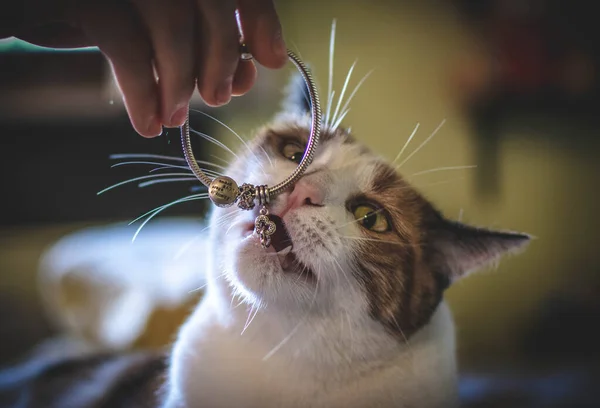 Bileziğiyle Kedi Resmi — Stok fotoğraf