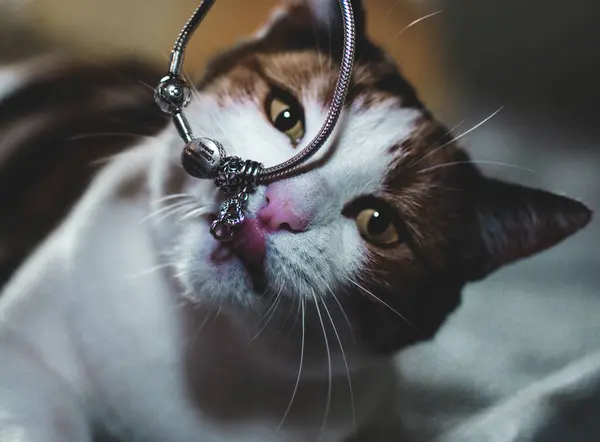 Bileziğiyle Kedi Resmi — Stok fotoğraf