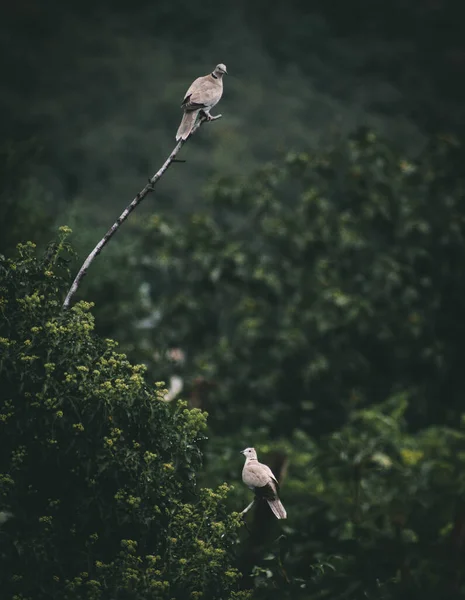 Par Pombos Árvore Meu Jardim — Fotografia de Stock