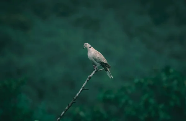 Quelques Pigeons Sur Arbre Dans Mon Jardin — Photo