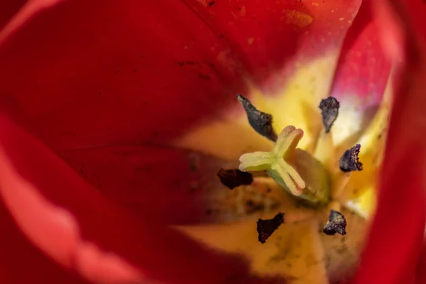 Trochę Tulipanów Mój Ogród — Zdjęcie stockowe