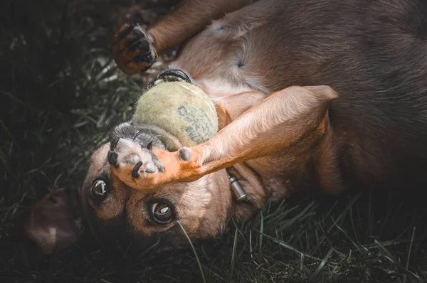 Hond Spelen Met Een Bal — Stockfoto