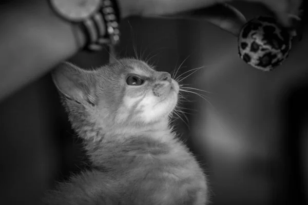 Pequeño Retrato Gatito — Foto de Stock