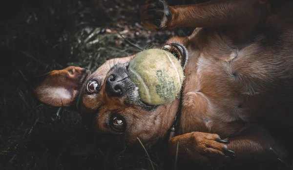 Hund Spielt Mit Ball — Stockfoto