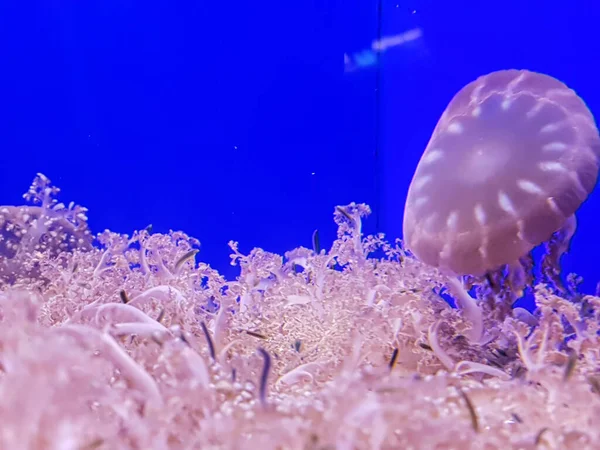 Egy Medúza Akváriumban — Stock Fotó