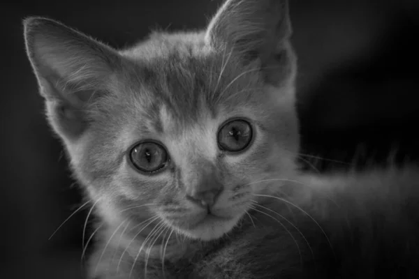 Мой Маленький Портрет Котенка — стоковое фото