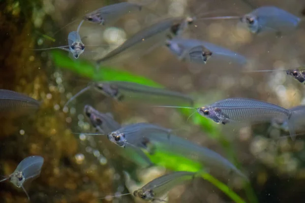 Guppy Fish Acuario — Foto de Stock