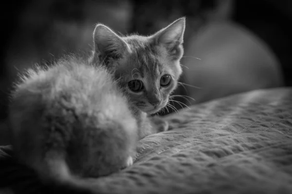 Pequeño Retrato Gatito — Foto de Stock