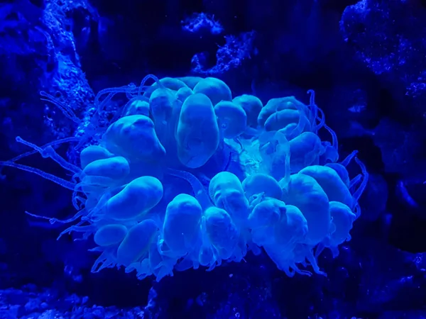 해초와 — 스톡 사진