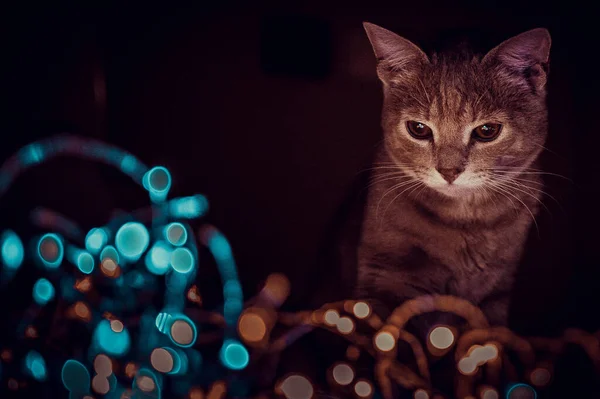 Кошка Играет Огнями Песнями — стоковое фото