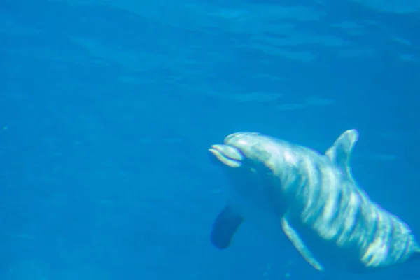 深海中的海豚 — 图库照片
