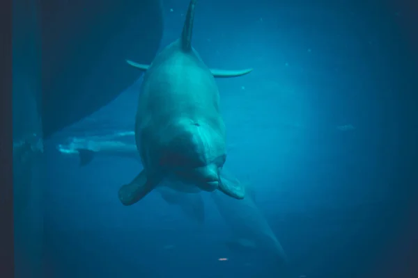 Dolphin Berenang Kolam — Stok Foto