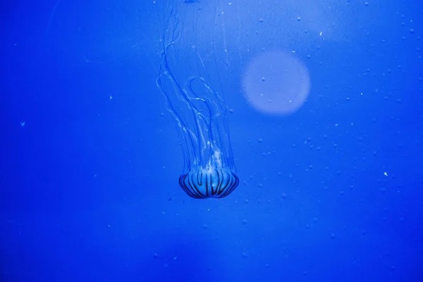 Akvaryumda Denizanası — Stok fotoğraf