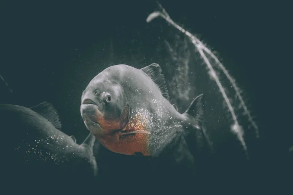 Hungry Piranha Aquarium — Stock Photo, Image