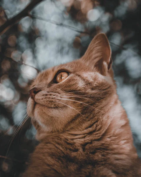 Ein Wunderschönes Katzenporträt — Stockfoto
