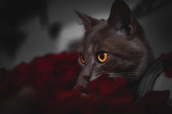 Egy Gyönyörű Macska Portré — Stock Fotó