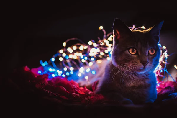 Güzel Bir Kedi Portresi — Stok fotoğraf