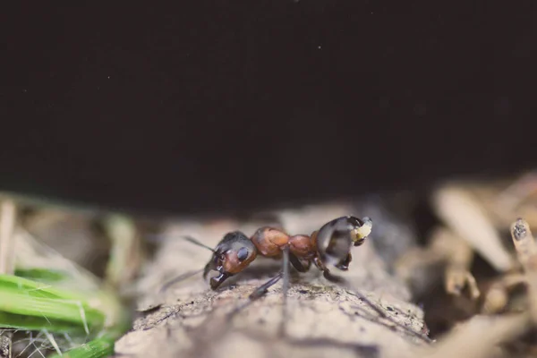 Semut Memakan Serangga — Stok Foto