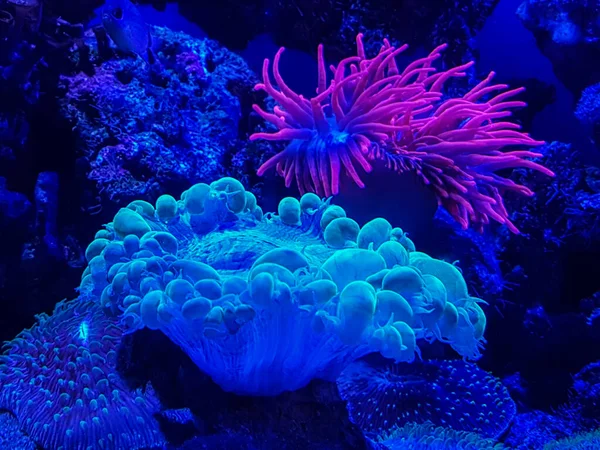 Hínár Korall — Stock Fotó