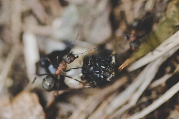 Formigas Comendo Inseto — Fotografia de Stock