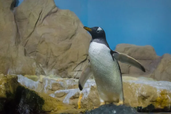 Pingüino Roca — Foto de Stock