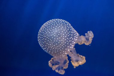 Akvaryumdaki bir denizanası.