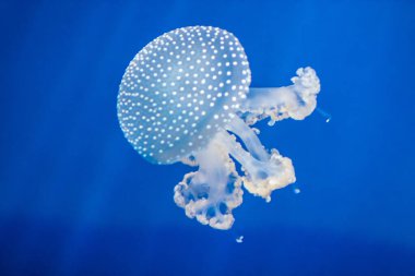 Akvaryumdaki bir denizanası.