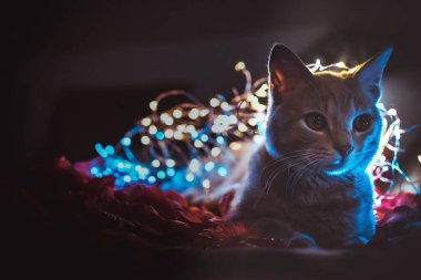 kedi ışıklarla ve güllerle oynuyor.